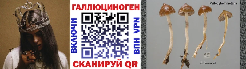 мега вход  Цивильск  Псилоцибиновые грибы Psilocybe 